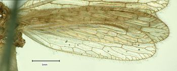 Media type: image;   Entomology 10445 Aspect: Wing hind